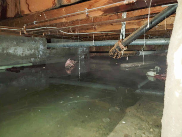 Best Flood damage cleanup  in Bremerton, WA