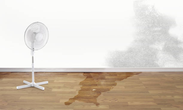 Best Water damage contractors near me  in Bremerton, WA