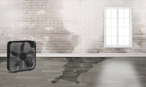 Best Water damage mitigation services  in Bremerton, WA